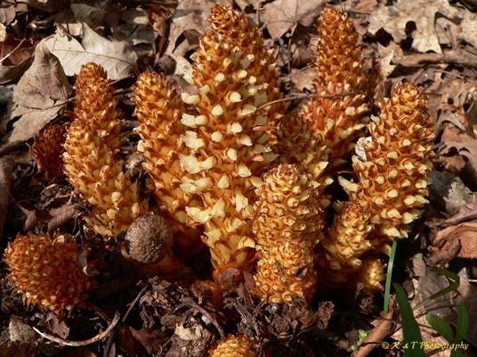 {Conopholis americana}